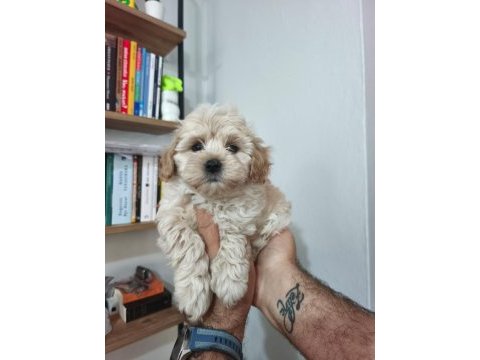 Maltipoo yavruları