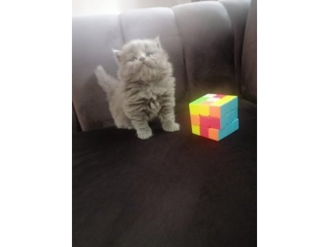 British shorthair yavru antalya