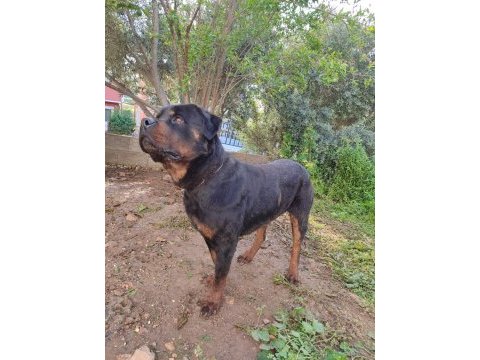 Erkek ve dişi rottweiler hatay da