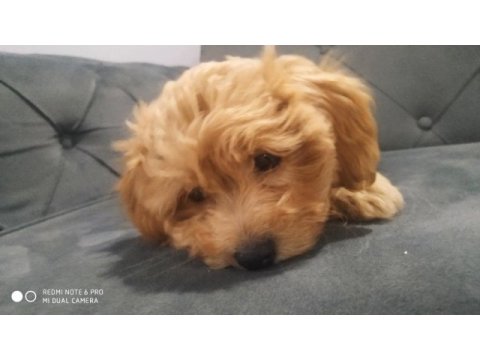 A kalite maltipoo dişi