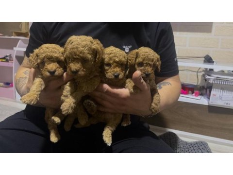 Toy poodle bebekler