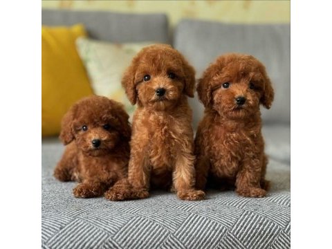 Koyu renk toy poodle yavruları