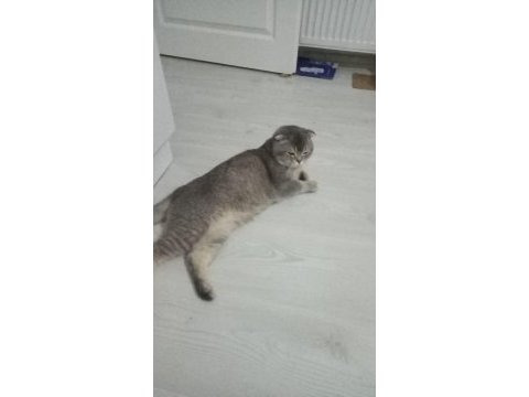 Safkan scottish fold