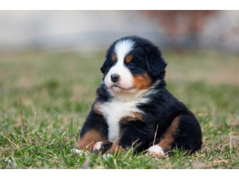 Bernese mountain dog
