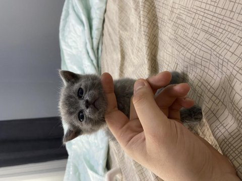 Yeni yuvasını arıyor british shorthair