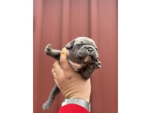 French bulldog bebekler