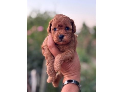Kore kan kuyruksuz poodle erkek