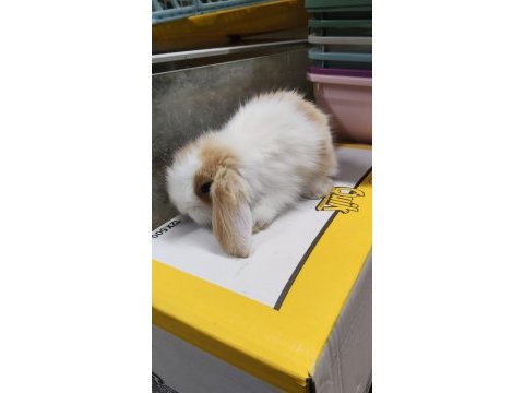Hollanda lop cüce tavşan