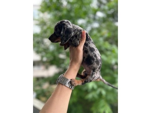 Show kalite sosis köpek yavrularımız