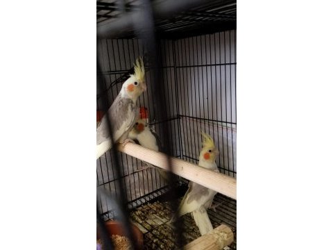 Garanti takım sultan papağanı