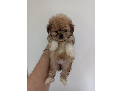 Morkie yavrumuz