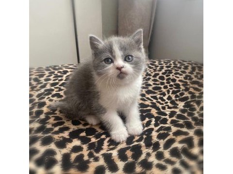 Bicolour ve british shorthair bebeklerimiz teslime hazır