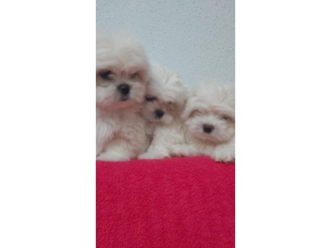 Petmode köpek çiftliğinden kore kan maltese
