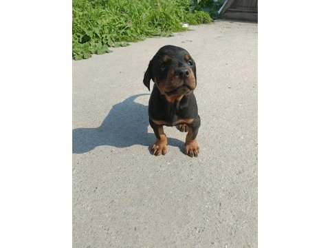 Doberman dişi erkek mevcuttur