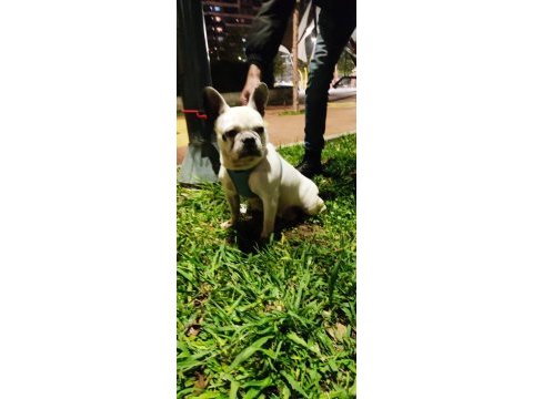 2 yaşında dişi french bulldog