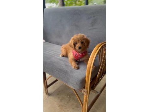 Maltipoo bebekler