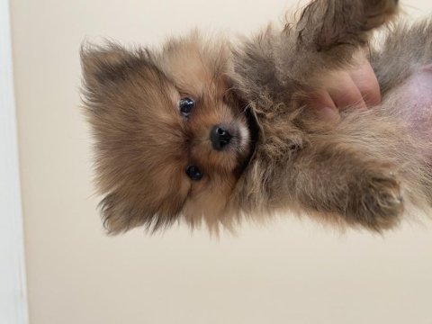 Yavru pomeranian