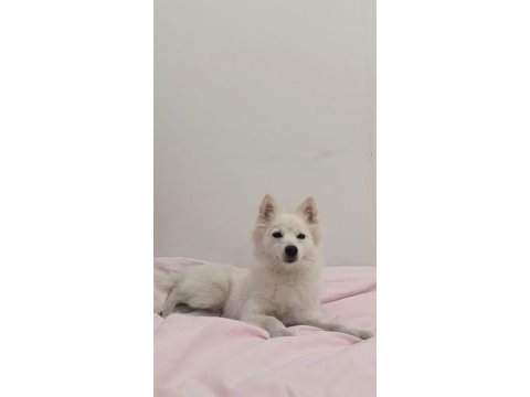 Fox face pomeranian