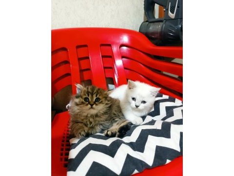British longhair ve blue point