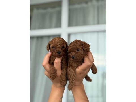 Aşılı çiş eğitimli toy poodle bebekler 