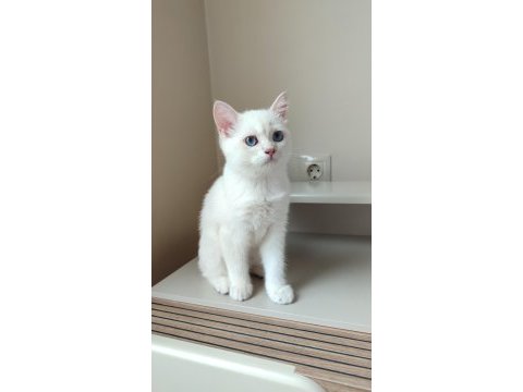 3 aylık dişi erkek british longhair