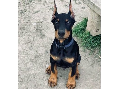 Heybetli estetikli doberman sağlık ve ırk garantili doberman