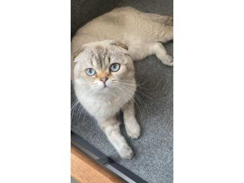 Scottish fold 1 yaşında