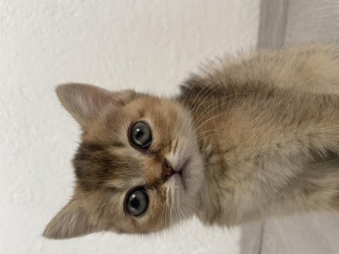 British shorthair black golden
