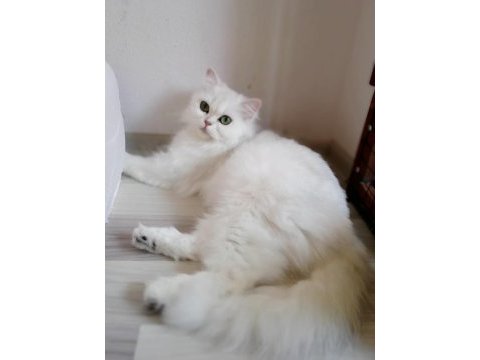 Dişi şecereli british longhair arayanlara