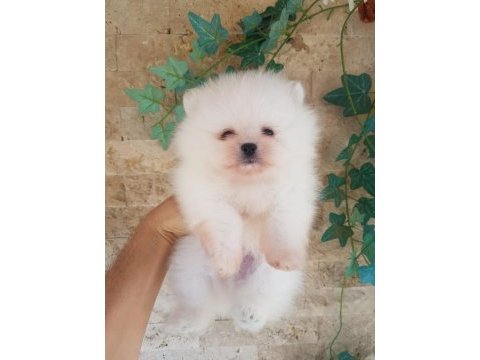 A kalite pomeraninan boo