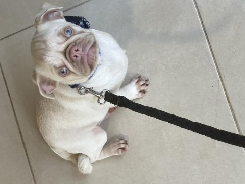 Egzotik pink pug mops