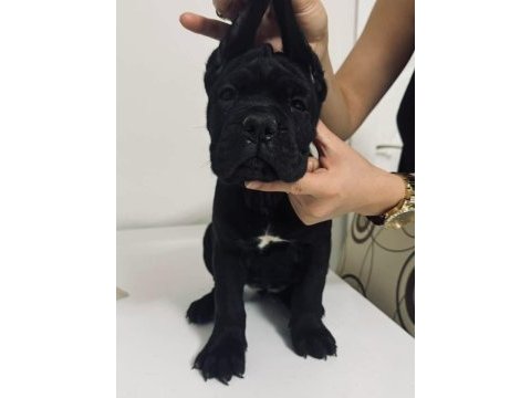 Cane corso yavru