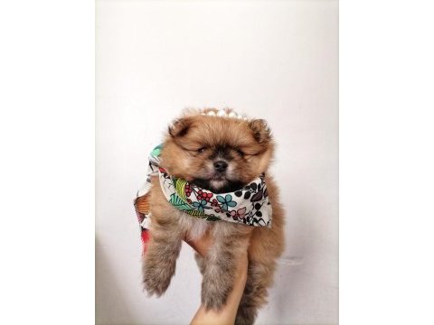 Yavru saf pomeranian boo