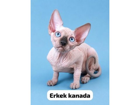 Dwelf elf bambino ve normal sfenksler