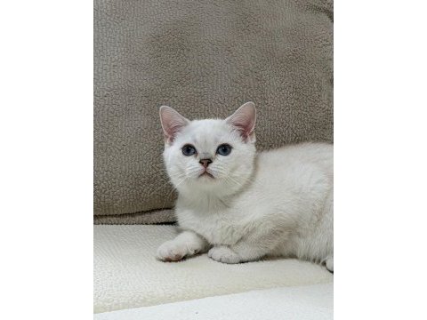 Sahibinden british shorthair kedisi