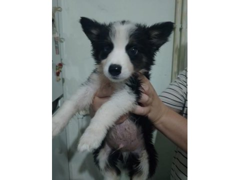 Safkan border collie