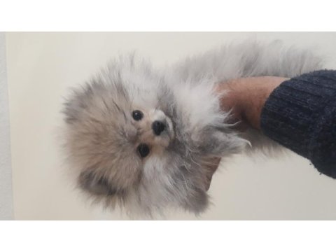 20 ocak doğumlu pomeranian oğlumuz