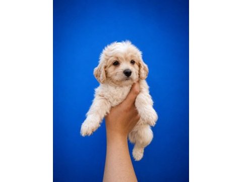 Beyaz pamuk maltipoo bebeğimiz