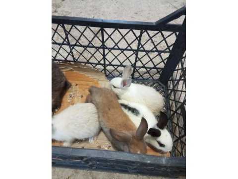Yavru tavşanlar yeni sahiplerini arıyor