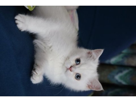 Safkan british shorthair kardeşler