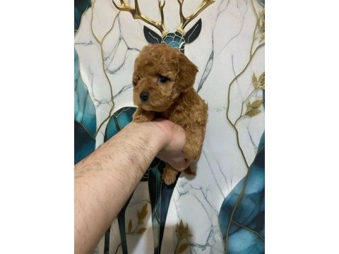 İlk sağlık taramalarından geçen poodle bebekler