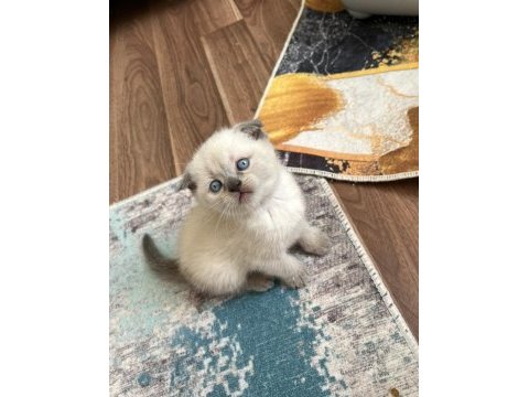 Minik scottish fold mutluluklar