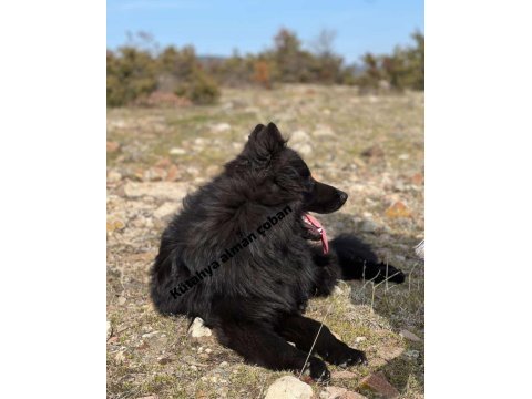Alman çoban köpeği