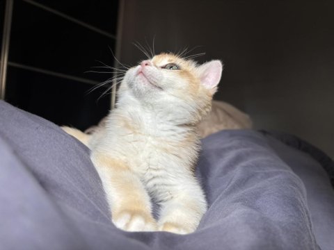 Golden british shorthair