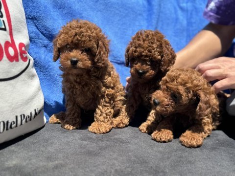 Ankaranın en seçkin toy poodle yavruları