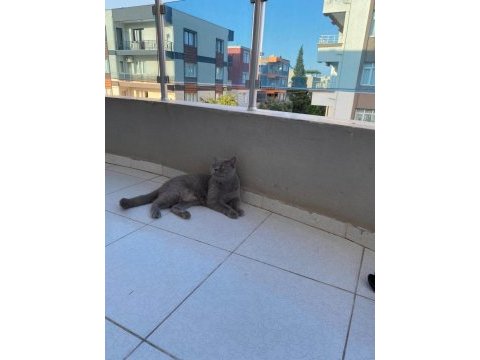Damızlık british shorthair 3 yaşında