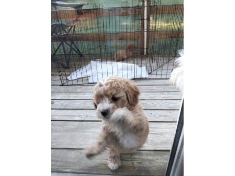 23 mayıs doğumlu maltipoo yavrularımız