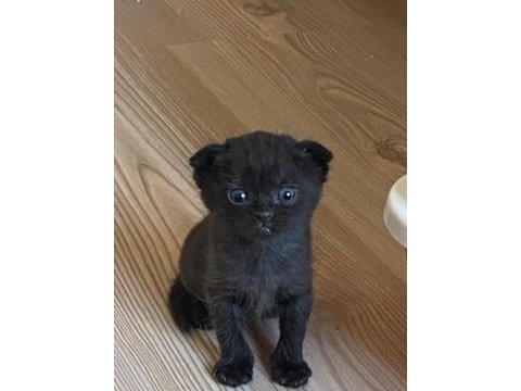 British shorthair ve scottish longhair yavrularımız
