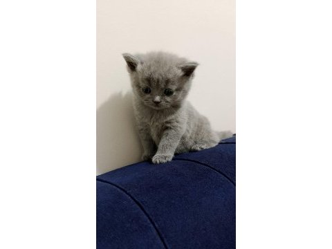 Biritish longhair