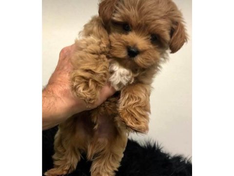 Teacup maltipoo